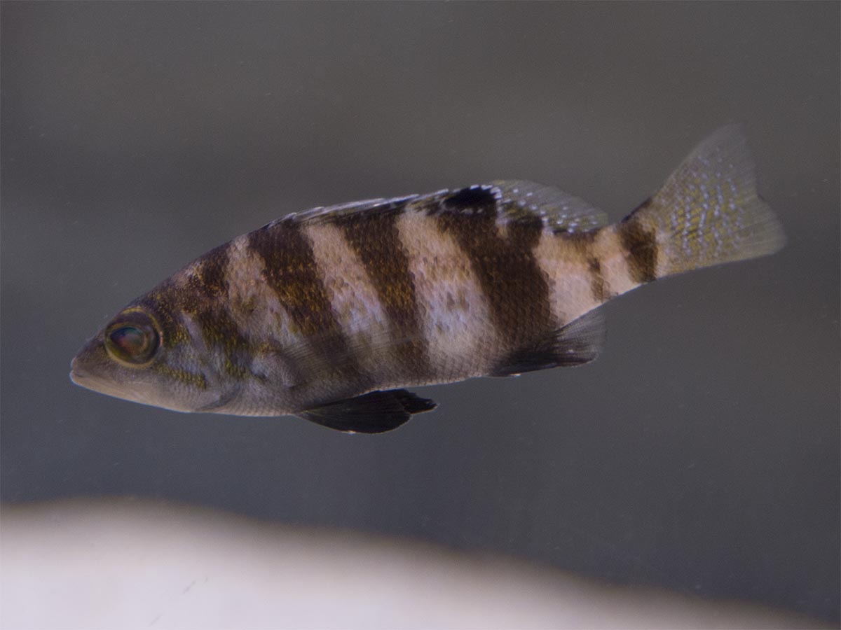 Serranus hepatus